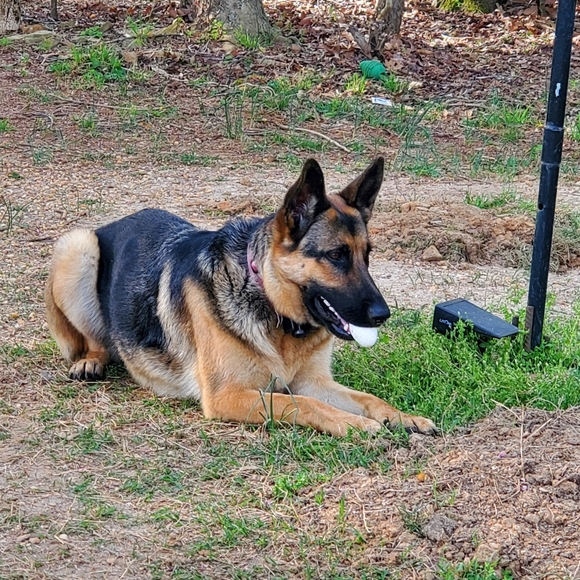 Meet your Posher, Stephanie - Picture 2 of 4